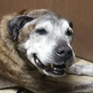 Meet your Posher, Bobbie